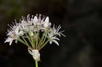 Meadow garlic